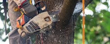 Best Tree Cabling and Bracing  in Oakbrook, KY