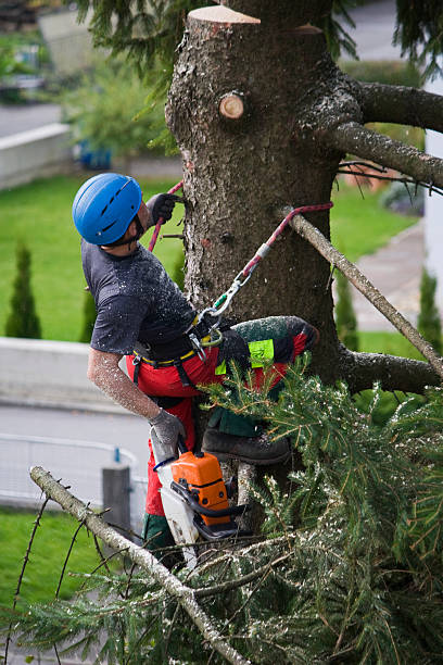 Best Tree Mulching  in Oakbrook, KY