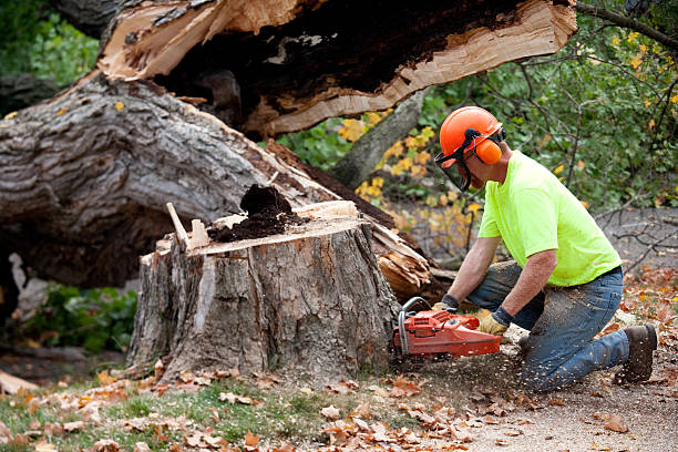 Professional  Tree Services in Oakbrook, KY