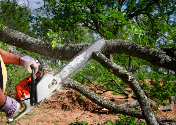 Best Root Management and Removal  in Oakbrook, KY