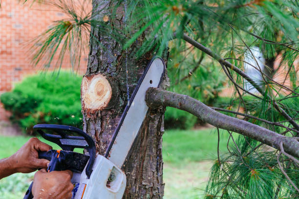 Best Hazardous Tree Removal  in Oakbrook, KY